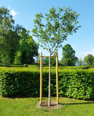 Bild vergr&ouml;&szlig;ern: Gemeinschaftsbaum