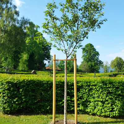 Gemeinschaftsbaum